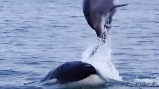 dolphin whale