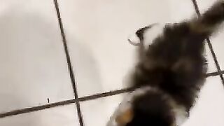 Самые смешные и красивые котята в мире! Смешное видео с котами и котятами!
