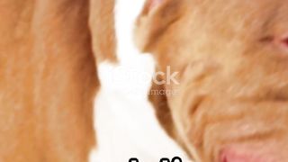 Fun facts about pitbulls ????????
