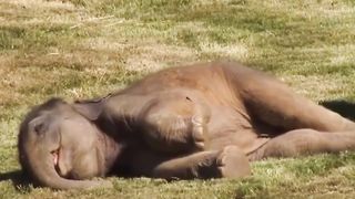Mother elephant is unable to wake her soundly asleep baby, so she asks the Prague Zoo keepers for help