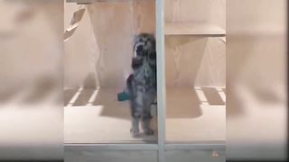 Video kucing lucu dan menggemaskan | hewan lucu