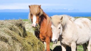 beautifull horses in the prairies hair cut