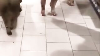 The pigs came to the store and got drunk on alcohol