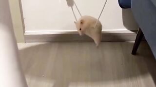 Cute Hamster