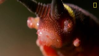 This Worm Uses a "Silly String of Death" | National Geographic
