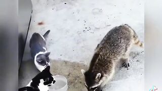 funny Animals