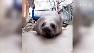 COMPILATION FUNNY ANIMAL 2K24
