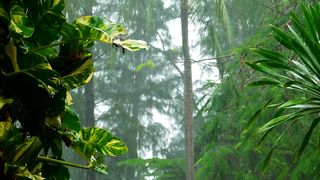 heavy rain in slow motion on the tropical forest