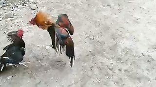 Aseel Murgu ki fighting faslabad panjab