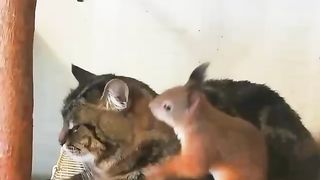 Терпеливый кот...