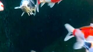 AQUARIUM