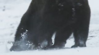 Wild fighter wild hunting