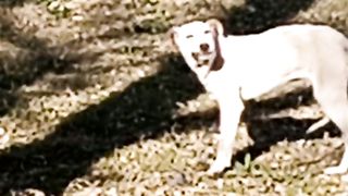 Dog eating grass.....my whole life is lie..#viral