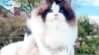 It turns out that there is really a divine kitten