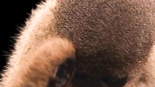 Don’t want to imagine a world without the woolly monkey