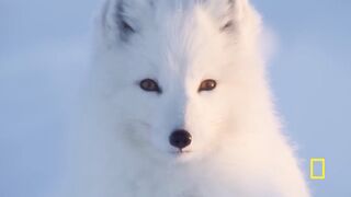 Arctic Fox Love Story | Incredible Animal Journeys | National Geographic