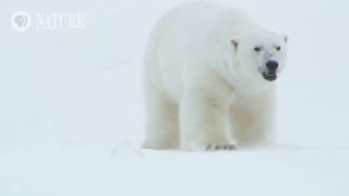 Polar Bear Mom Creates Avalanche to Save Family | Nature on PBS