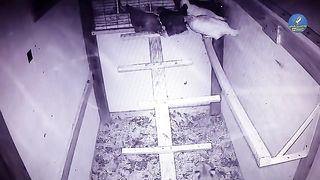 dangerous cat attacks on cages