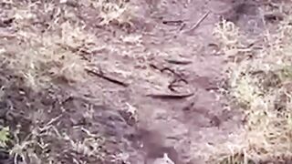Даааа...леопард действительно крут!!!