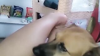 A dog licks his woman owners legs