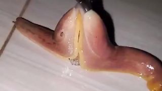 Clip steaser