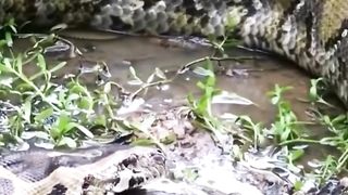 Python eating crocodile
