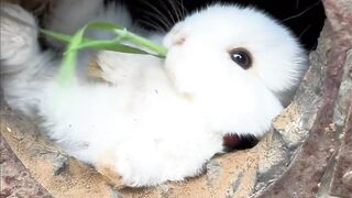 What a scene skill amazing walks gadgets tools funnies bunnies