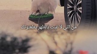 دور علي الي رفقته ترفع الراس