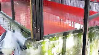 Kolam pembenihan lele semi indoor❗Tidak tertutup semuanya