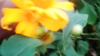 Rose flowers from Africa