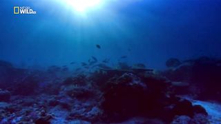 Глубоководные убийцы. Ужевидный морской крайт.