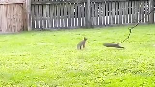 2 lapins se battent du jour au soir ????????????