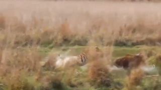 Lucky escape for Indian Gaur.