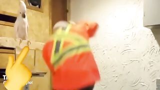 un perroquet en colère ????????????