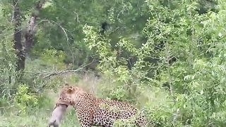 Greedy Leopard Catches an Entire Warthog Family