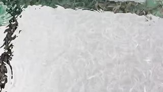 Sortir bibit lele sekaligus melakukan pergantian air kolam
