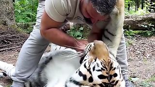 Big cats also like to be played with.