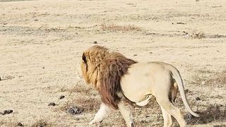 Lion Hunting Warthog | Ngorongoro Crater | Tanzania