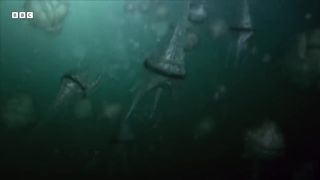 Why Are Plankton So Crucial to Life on Earth? | How Nature Works | BBC Earth