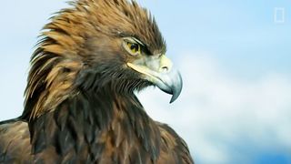 La majestuosa águila real | National Geographic España