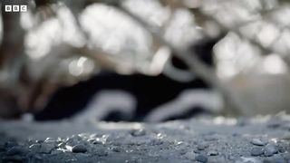 Penguins Polished off by Pumas | Big Cats | BBC Earth