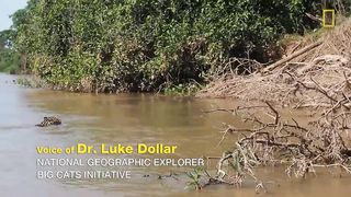Jaguar Attacks Crocodile Cousin (EXCLUSIVE VIDEO) | National Geographic