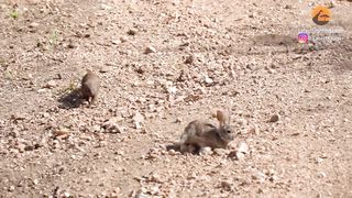 Mongooses Tear Baby Hare Apart