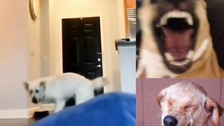 Funny dog