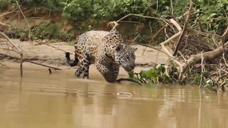 Jaguar hunts and makes a huge KILL! Subscribe to Gwynplaine for more amazing animal videos.