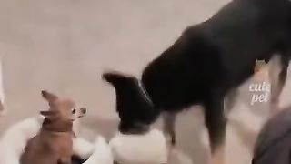Funny little animals that will cheer you up