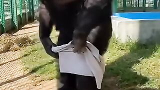 Chimpanzee-wearing-shorts-