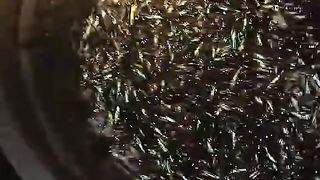 A very little fish get from lake sanggu