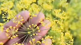 सौंफ की खेती