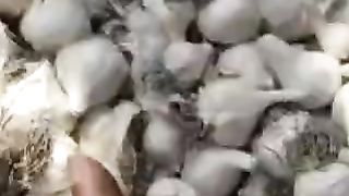 लहसुन मंडी भाव
